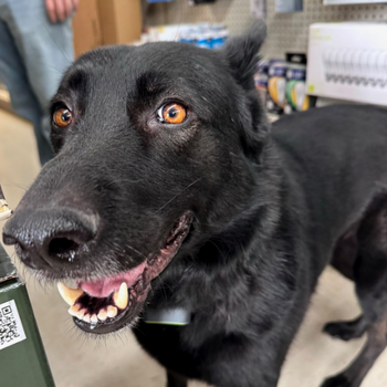 Shadow is BDK’s store Mascot who came to us in 2021. Shadow is a customer favorite as he greets customers at the door. Shadow is a 5-year-old black German Shepherd. Make sure to say HI next time you are in.