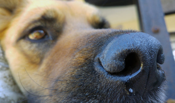 Detecting Allergies in Dogs