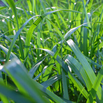 Athen's Seed	Kentucky 31 Fescue (Pasture)